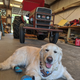 Illustration for article titled MF 245 is Pupper Approved